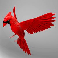 Northern Cardinal