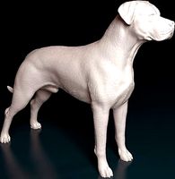 Argentine dog | 3D
