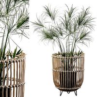 Cyperus Nofretete 03