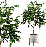 Ficus benjamina