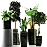 Plants Collection 38