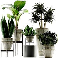 Plants Collection 37