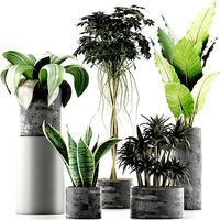 Plants Collection 36