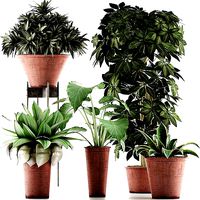 Plants Collection 35