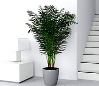 Palm 14