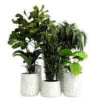 Indoor plant 19