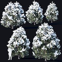 Pinus sylvestris Nr9 H3-6m Winter Five tree set