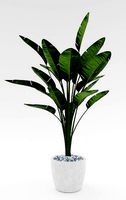 Bird of Paradise Plant Model - Strelitzia Nicolai Regel
