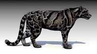 Clouded Leopard