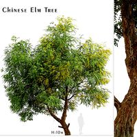 Chinese Elm or Ulmus parvifolia Tree - 1 Tree