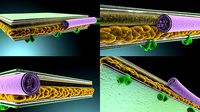 Cross section of leaf