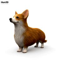 Welsh Corgi HD