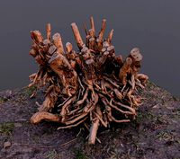 Amazing high poly root