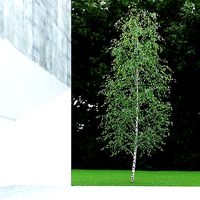 Betula Pendula 7 And A Half m 003