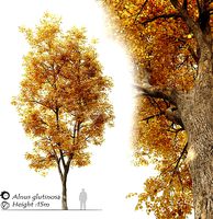 Autumn black alder- Alnus glutinosa