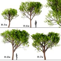 Set of Stone Pine Trees - Italian Pine or Pinus Pinea - 4 Trees