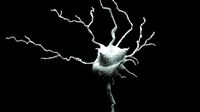 Set of 5 unique 3D Neuron Models-02