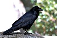 Crow animations