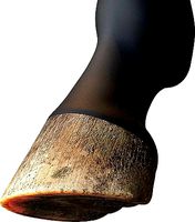 Horse Hoof HD
