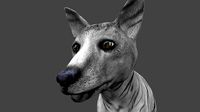 DFOX-011 Rigged Fox