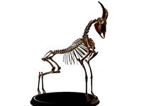 Mountain Goat Skeleton