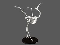 Sandhill Crane Skeleton