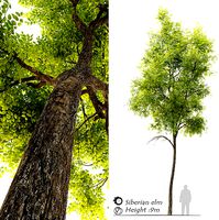 Ulmus pumila-Siberian elm
