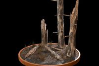 Nature Assets - Burnt Trees