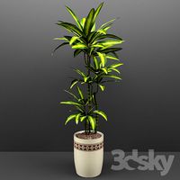 Dracaena