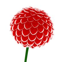 Dahlia (Red & White)