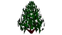 Conical hedge shrub