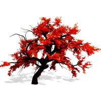 Japanese Maple