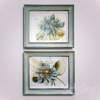 Blue Lotus Flower pictures