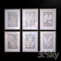 Moonlight Ferns pictures
