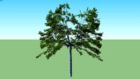 Cherry Prunus serrulata small