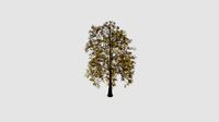 Fraxinus