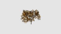 Alnus
