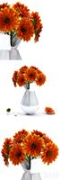 Gerbera Flower