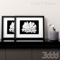 Coral V Picture