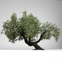 Olea Europaea