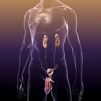 Human Reproductive and Urinary System3d model