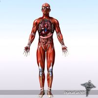 Rigged - Human Male Anatomy3d model