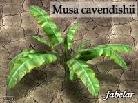 Musa cavendishii3d model