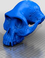 Australopithecus Afarensis Skull by JTonerII