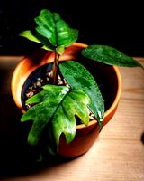 Hydroponic for 14cm clay pot by Crzi