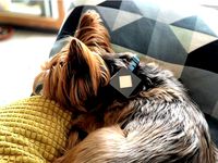 Samsung SmartThings GPS Tracker Dog Collar Mount by JohsonChou