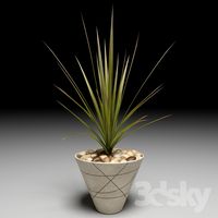 Dracaena Marginata tree