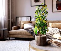 Dwarf Umbrella Tree