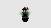 Plant for CinemaD
