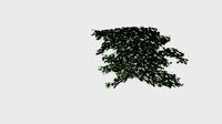 Plant for CinemaD